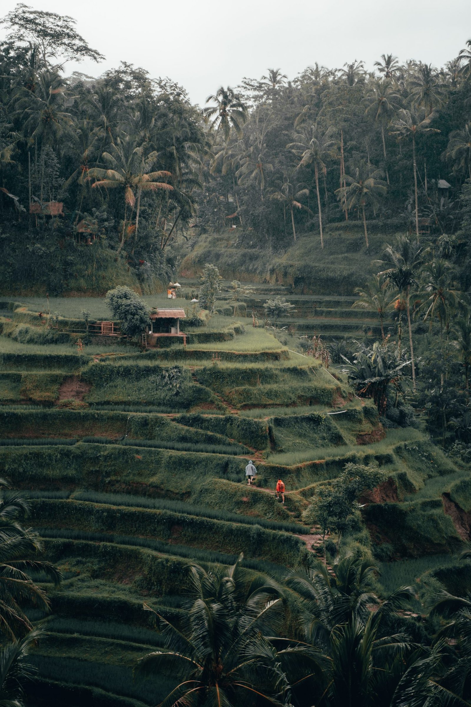 arrozales en bali