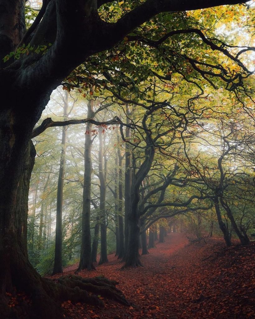 bosques más grandes del mundo