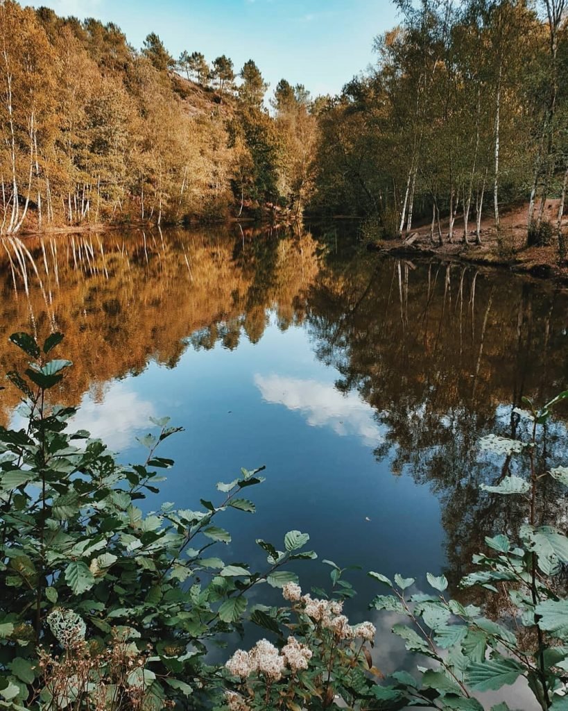 bosques más grandes y bonitos